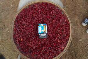 Single Estate Coffee uit de Fazenda arema in Santa Rosa da Serra in Minas Gerais in Brazilië. Rechtstreeks aangekocht bij de koffieplantage en dus korte keten koffie.